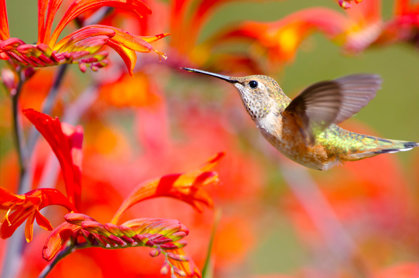 Hummingbirds