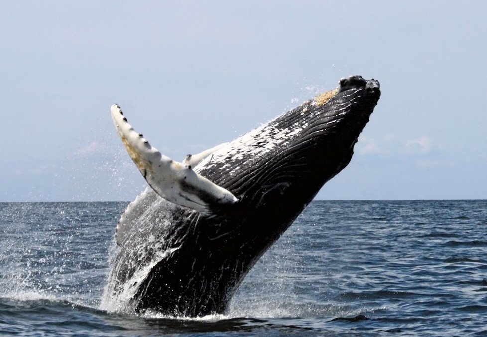 Humpback Whales