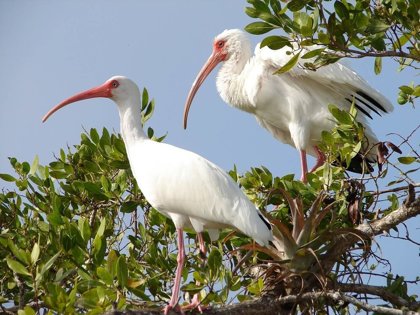 Ibises