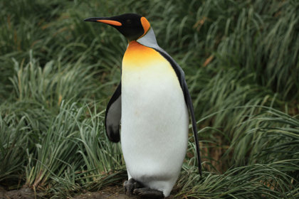King Penguins