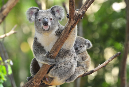 Koalas