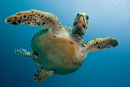 Hawksbill Sea Turtles