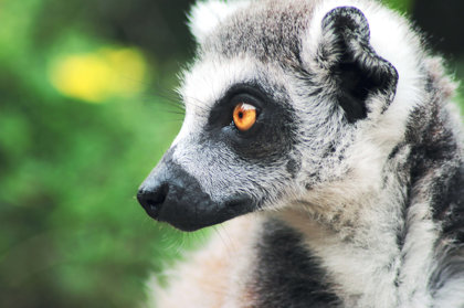 Lemurs In Trouble