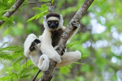 Threats To Lemurs