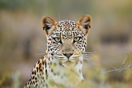 Leopards Vanishing