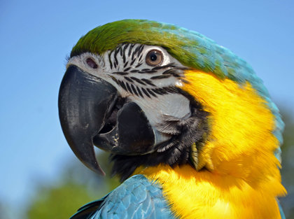 Macaws