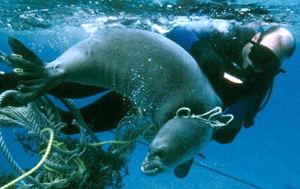 Litter Hurts Critters