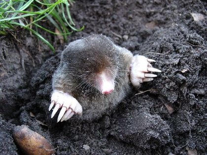 Moles