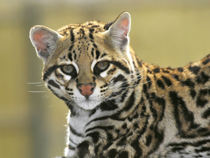 Ocelots