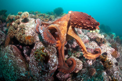 Octopuses