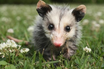 Opossums