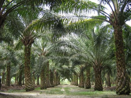 Palm Oil Threats