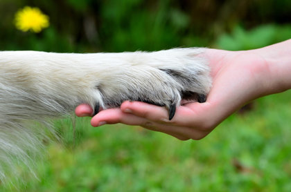 Get A Job Helping Animals