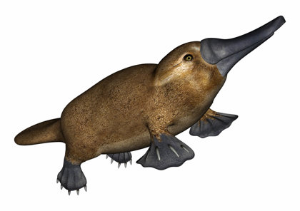Platypuses