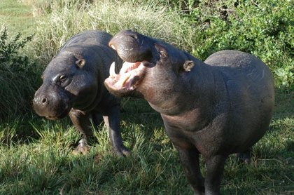 Pygmy Hippopotamuses