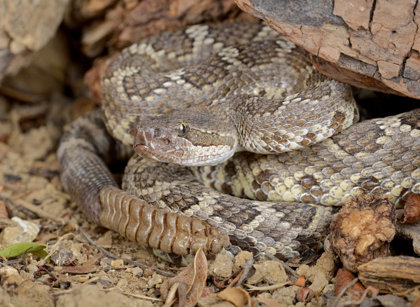 Rattlesnake Roundups