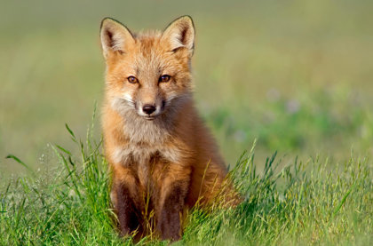 Red Foxes