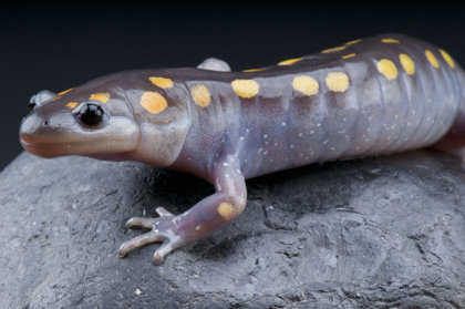 Spotted Salamanders