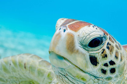 Sea Turtles & Plastic Dangers