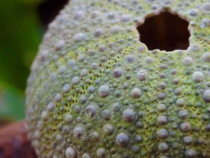 Sea Urchins