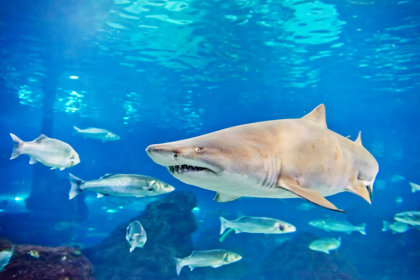 Sharks Facing Extinction