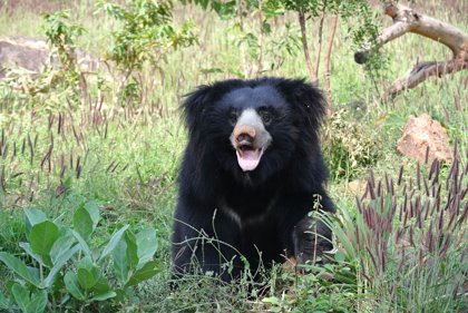 Sloth Bears