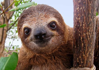 Sloths