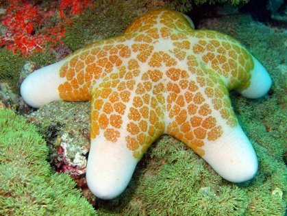 Starfish