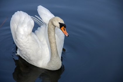 Swans