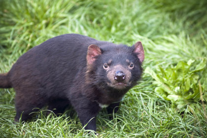Tasmanian Devils
