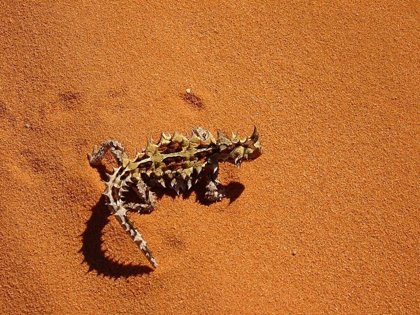 Thorny Devils