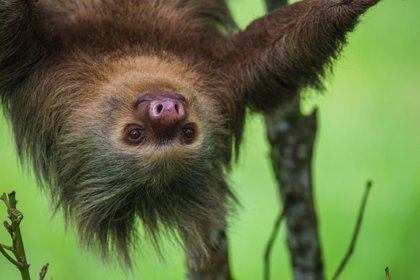 Three-Toed Sloths