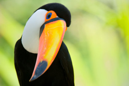 Toucans