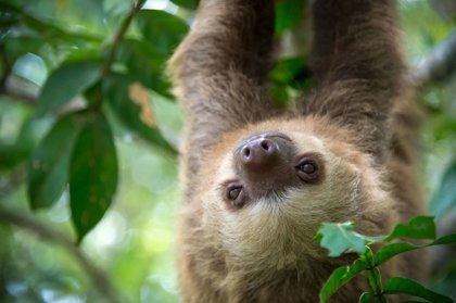 Two-Toed Sloths