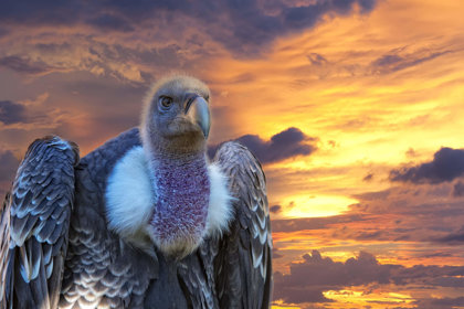 Vultures At Risk