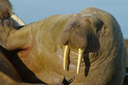 Walruses