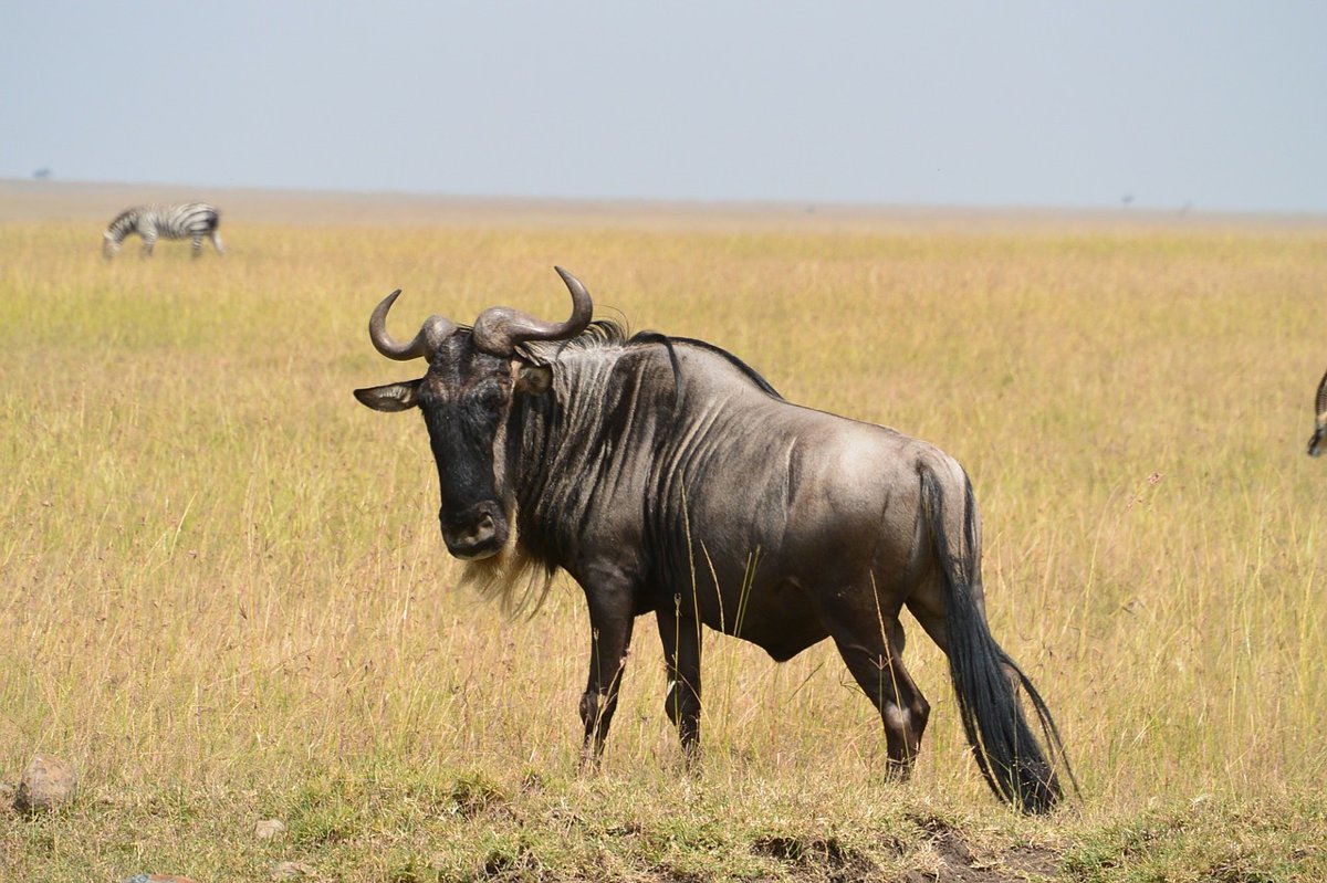 Wildebeests