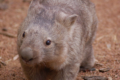 Wombats