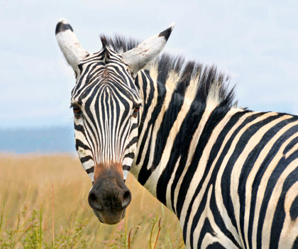 Zebras