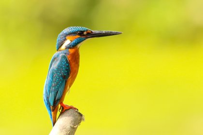 Kingfishers