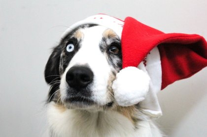 Companion Animals & The Holiday Season