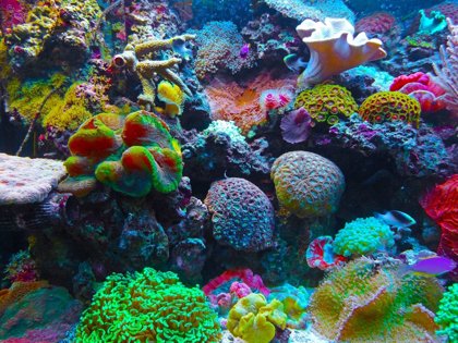 Coral Reefs