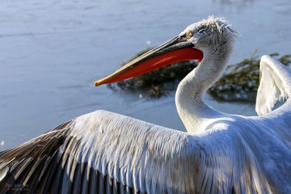 Pelicans