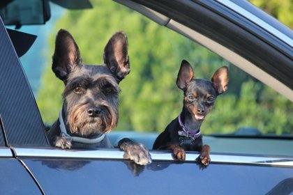 Dogs In Hot Cars