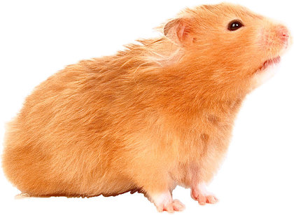 Hamsters