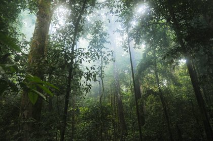 Animal Agriculture Destroying Tropical Forests