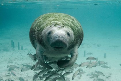 Manatees Fight To Survive