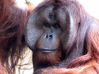 Palm Oil Threatens Wildlife