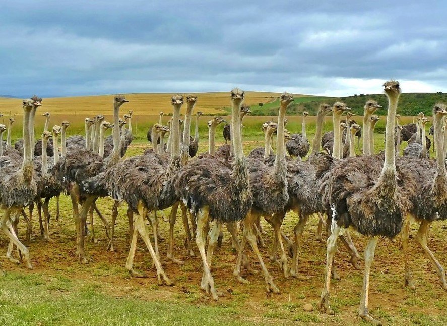 Ostriches