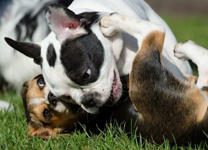 Keep Animals Out Of The Heat